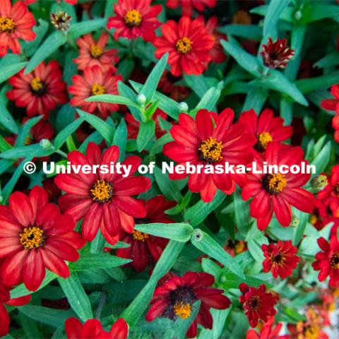 Backyard Farmer garden on UNL’s East Campus. August 7, 2019. Photo by Gregory Nathan / University Communication.